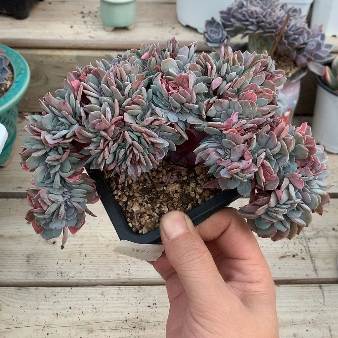 0006原始海棠花缀化一颗18厘米