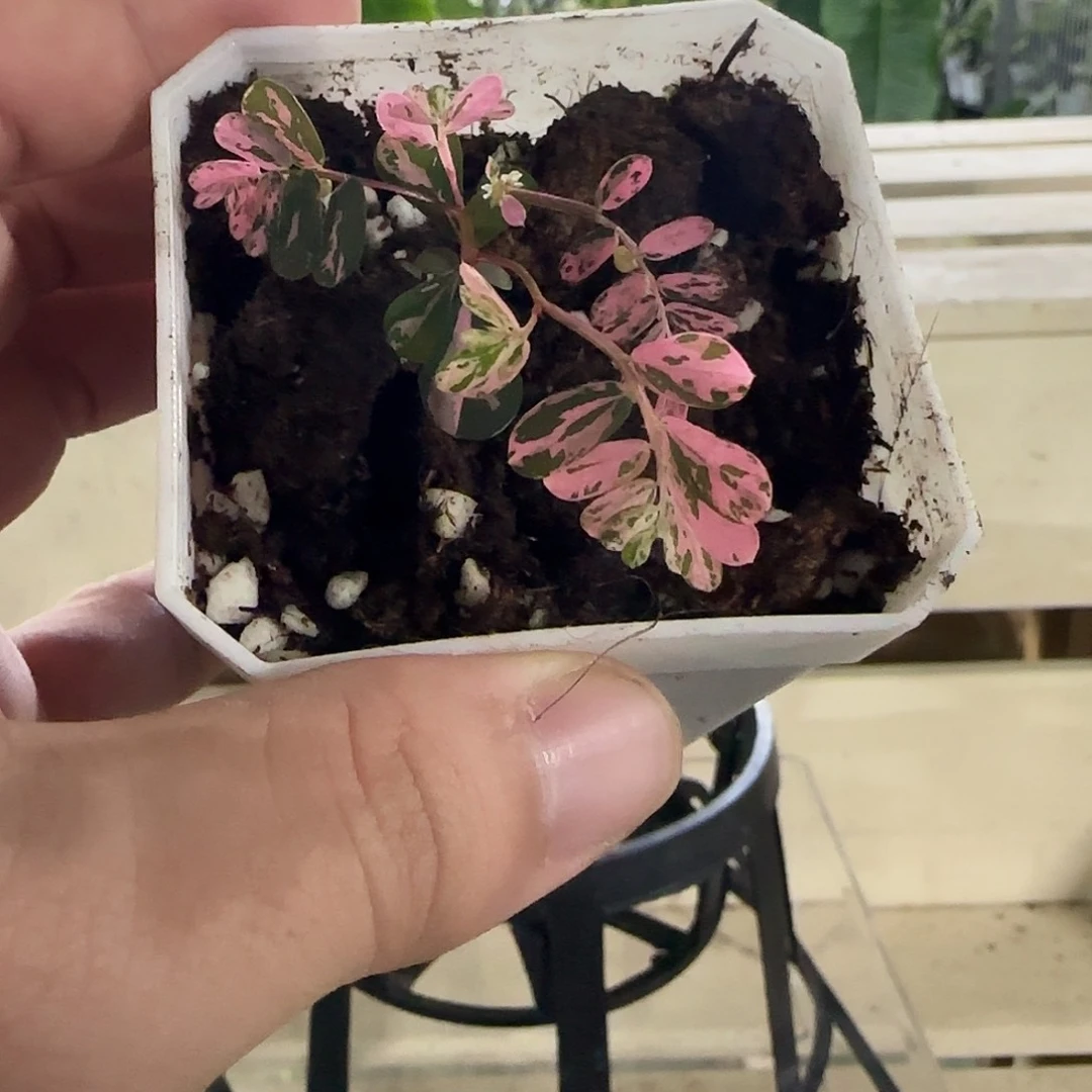 无花朵粉锦叶下珠（小棵）