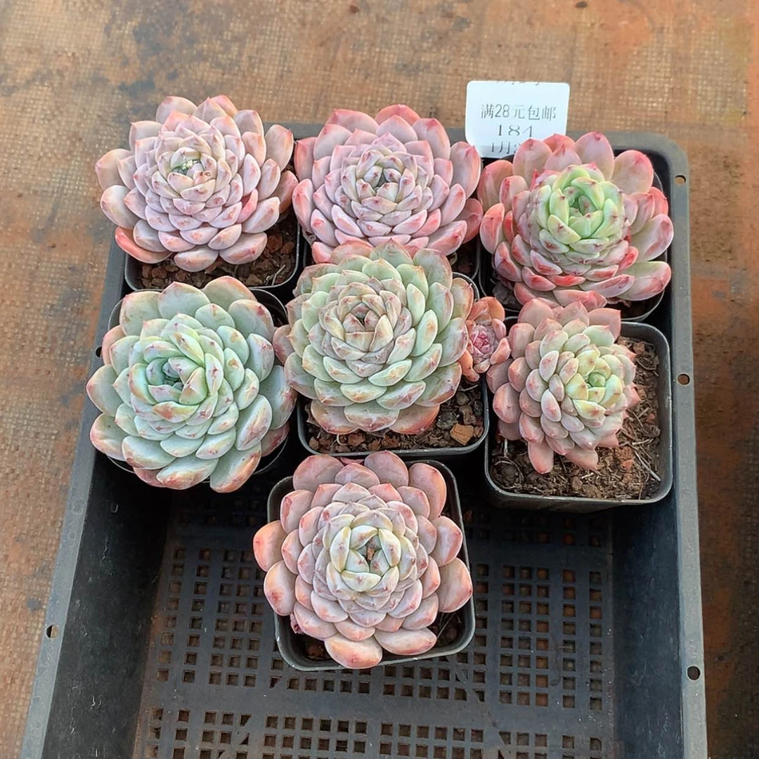 【闪购商品】云184号一筐7颗