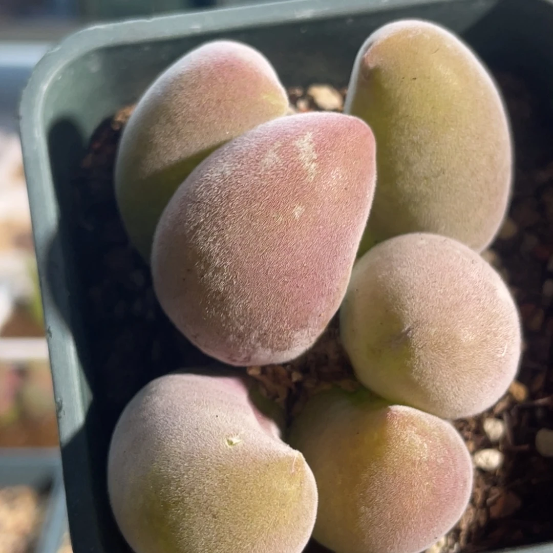 宝辉玉植物一物一拍