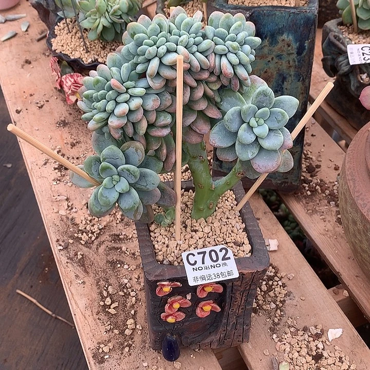 洛神缀化 702 满百送可爱玫瑰缀