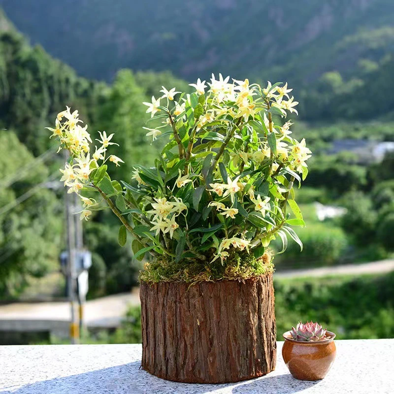 铁皮石斛苗三年种植石斛苗带木桩发货室内绿植盆景花卉石斛兰