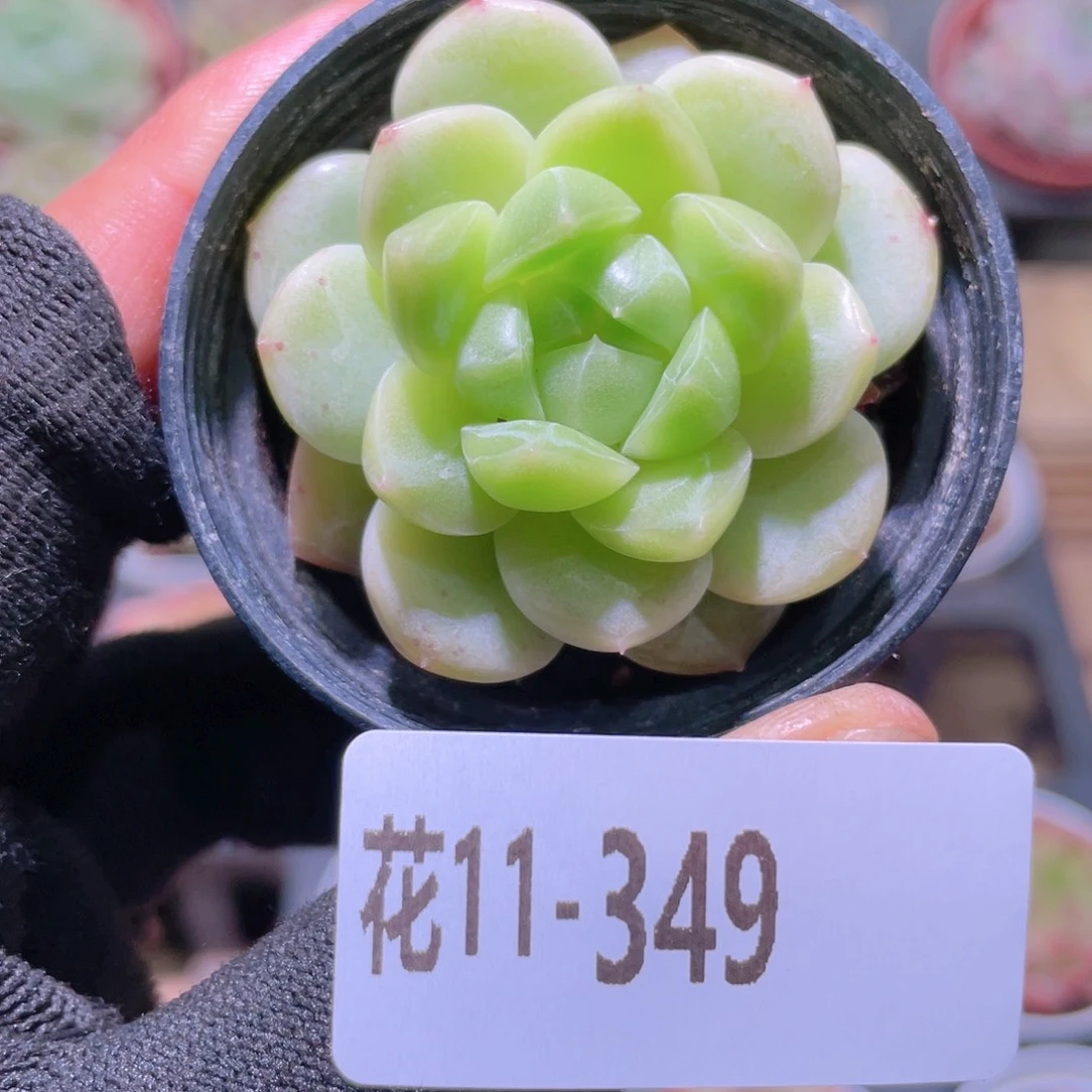 花利美11-349新品