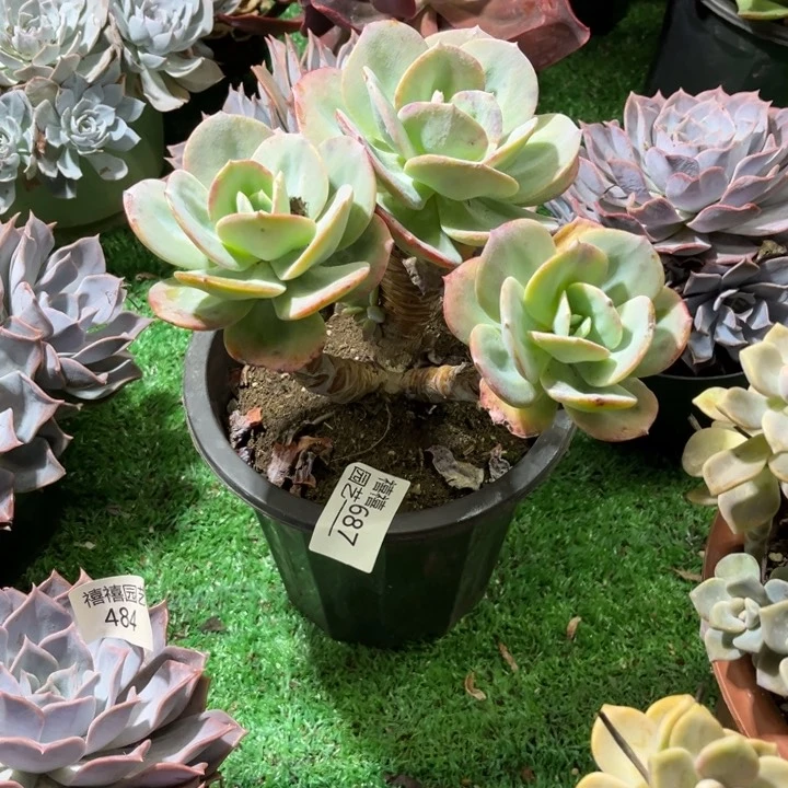 687圆叶凤群多肉植物