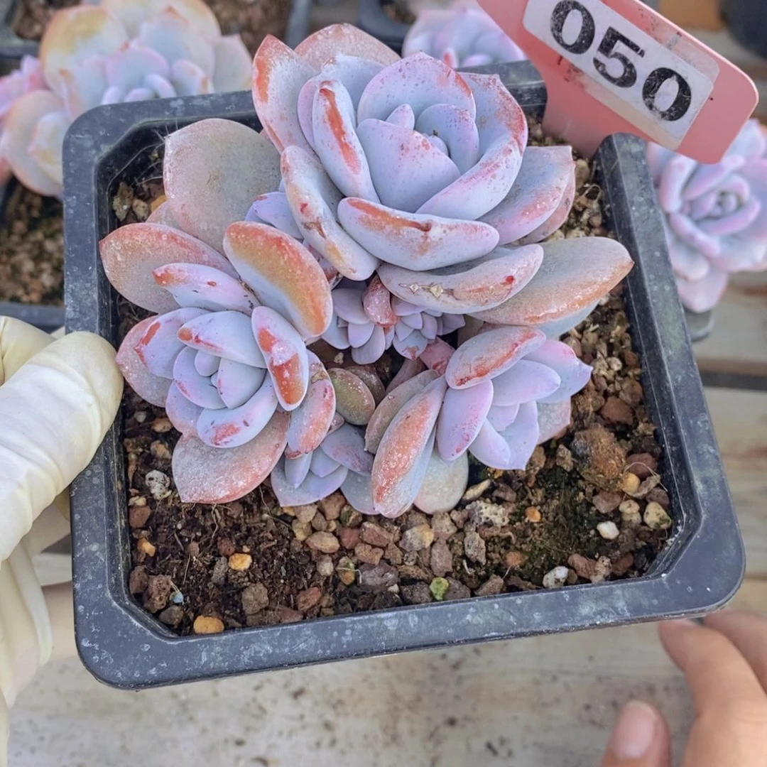 ?***糕050 多肉植物一物一拍