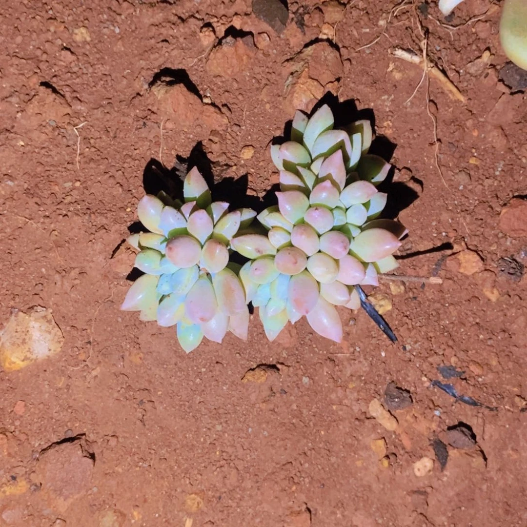 种****心多肉植物多肉花卉