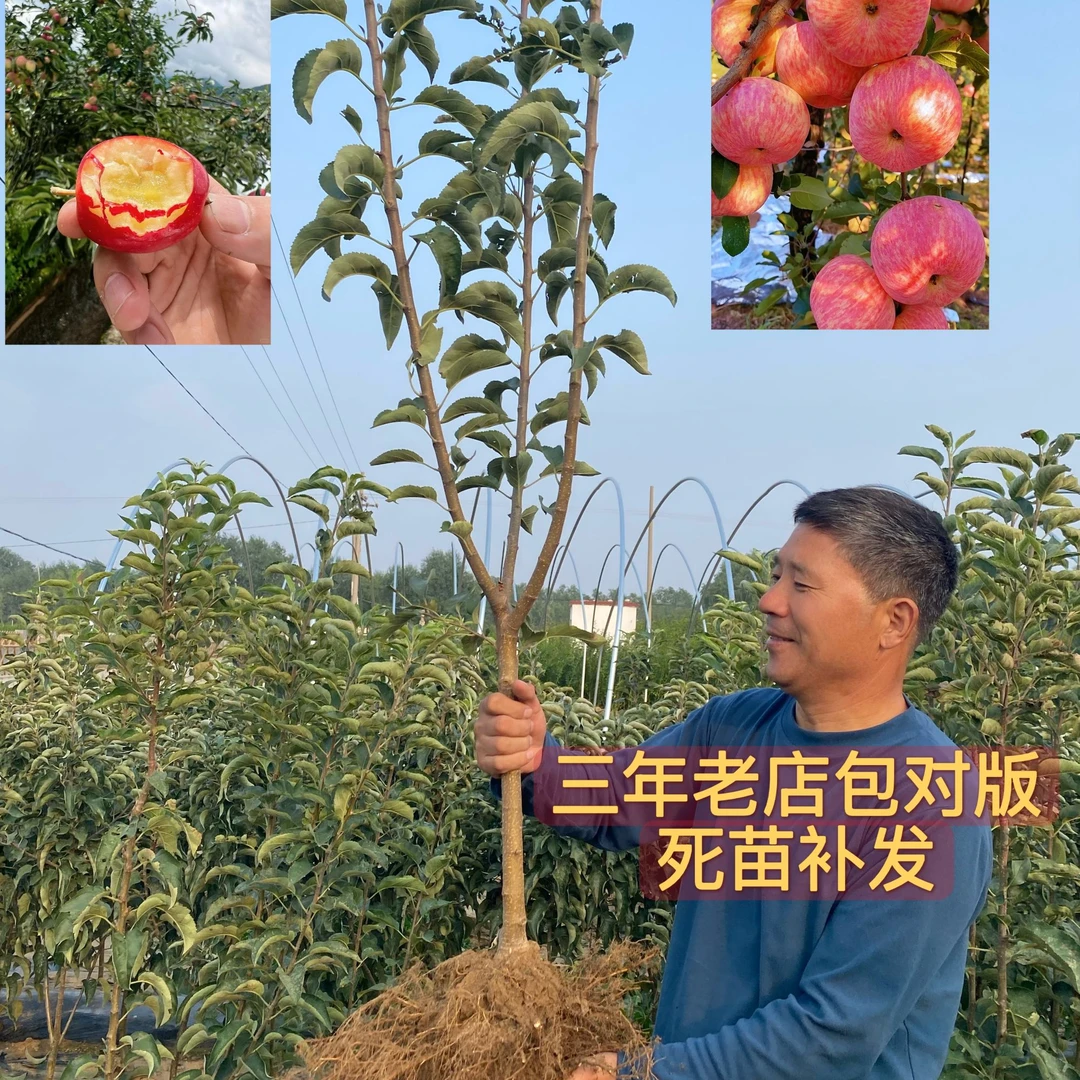新品种苹果树苗冰糖心红富士苹果树鲁丽瑞雪晚熟脆甜南北均可种植