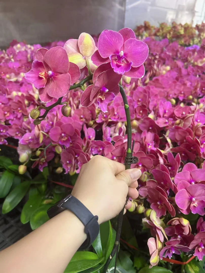 蝴蝶兰【三文鱼】名贵稀缺品种带花发货 广州花卉源头基
