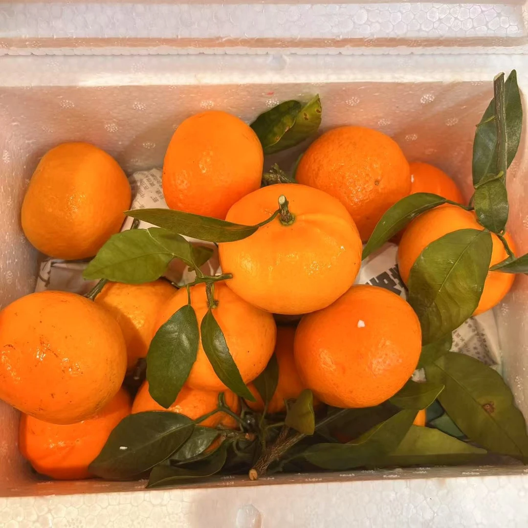 四川鹅蛋柑 一箱4斤左右柑橘四川省重庆市
