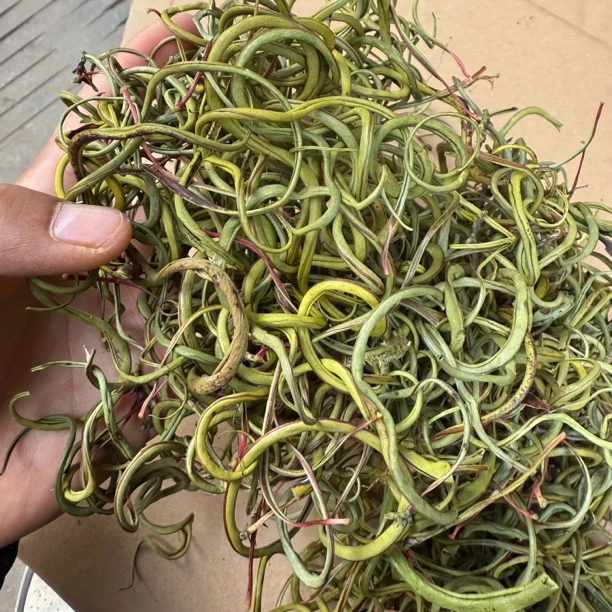 化经草100克起卖煮水喝