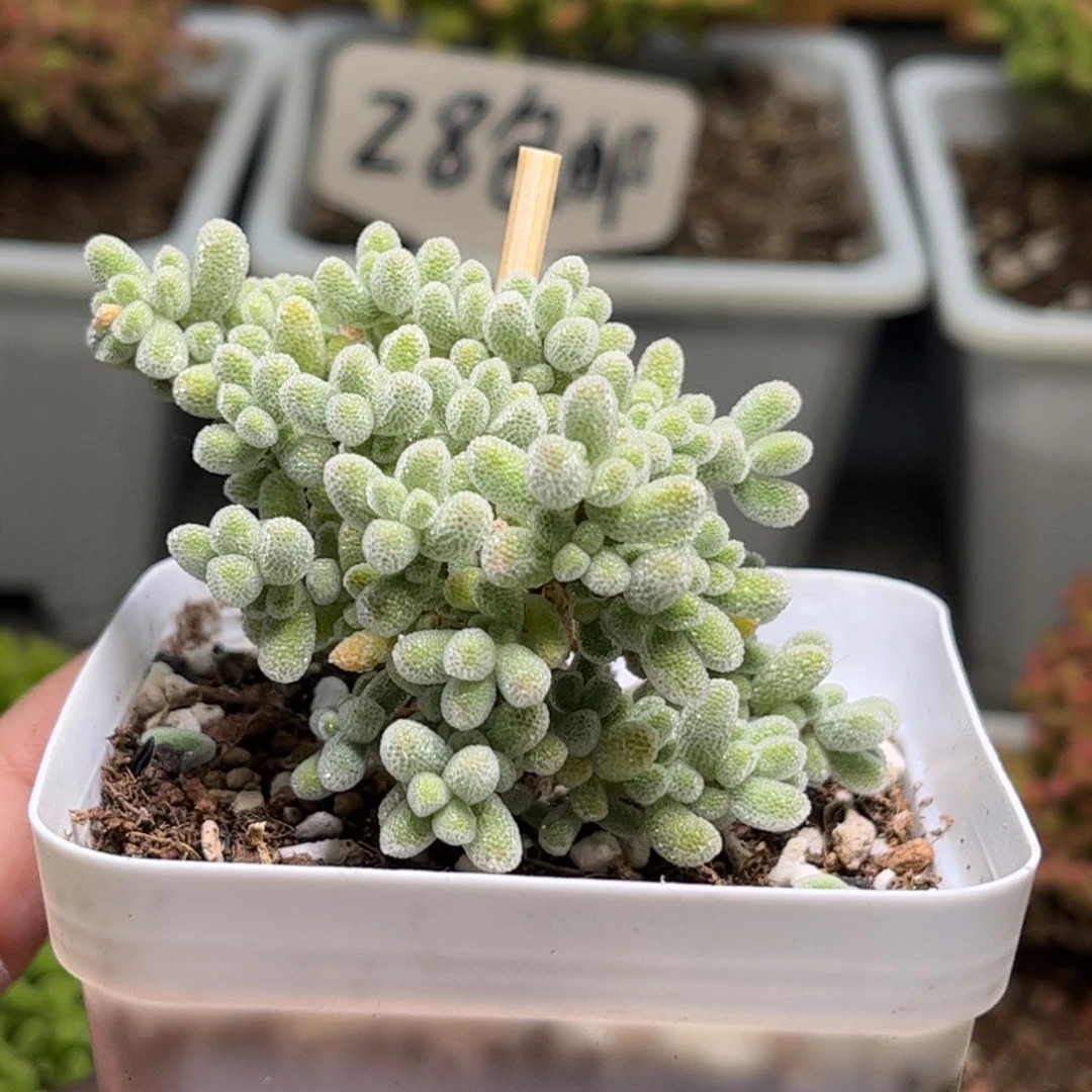 59冰晶优选枝干番杏