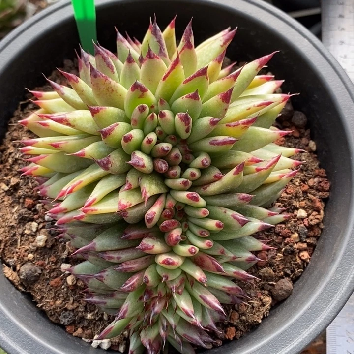 乌木缀232号直播福利