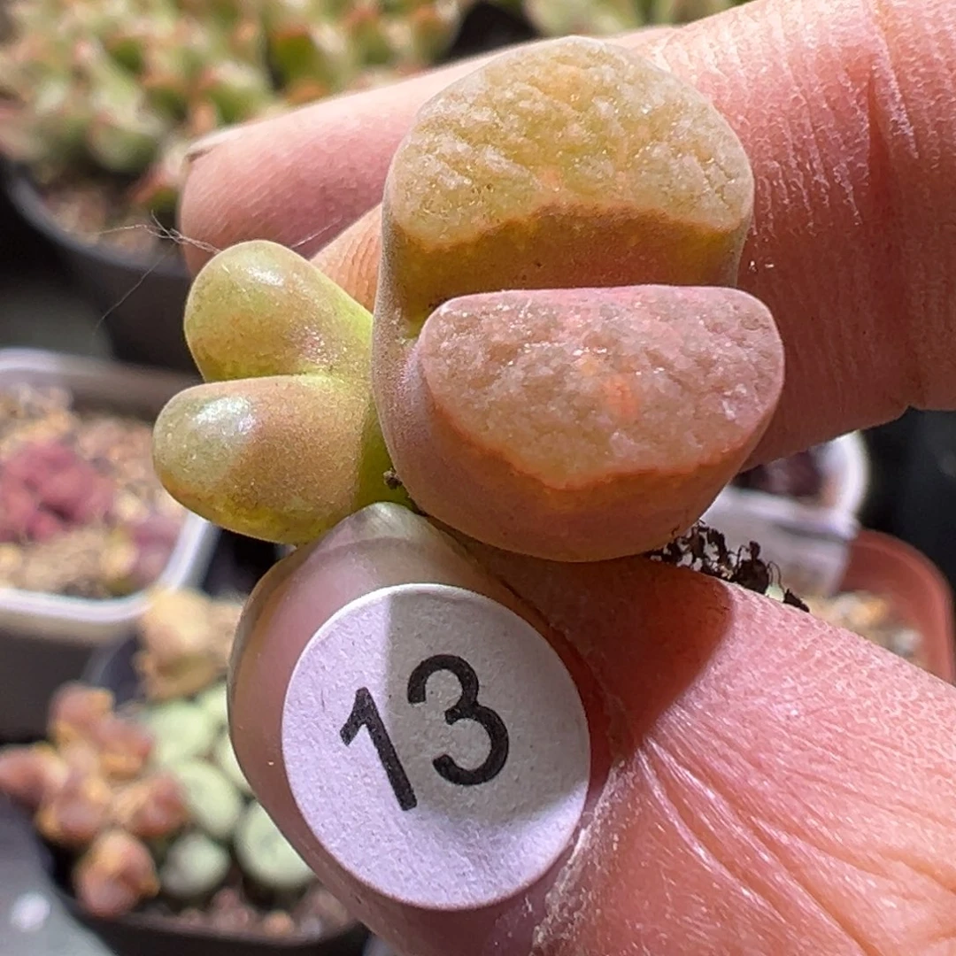 多肉植物111111111111111111