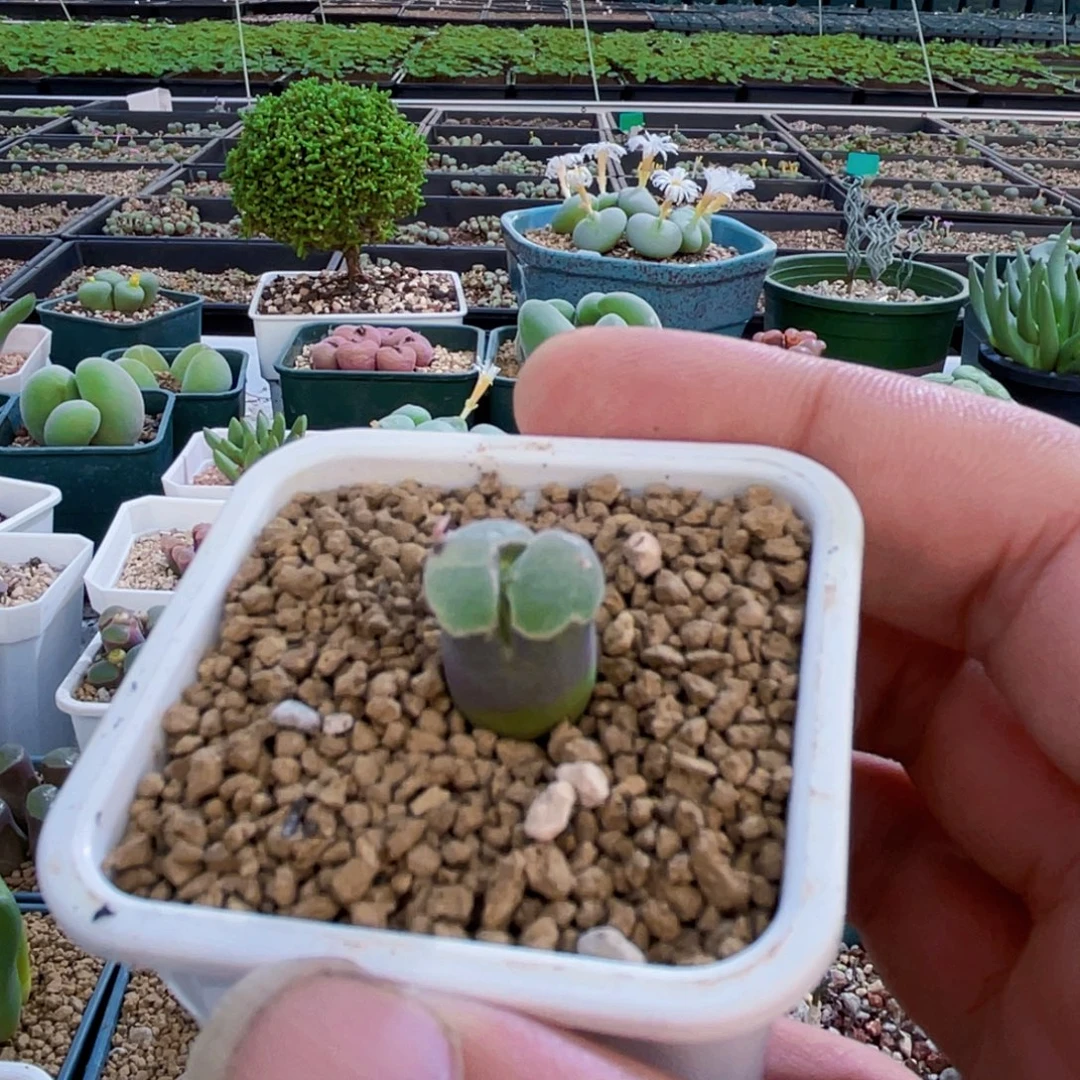 2151小恶魔风铃植物一物一拍