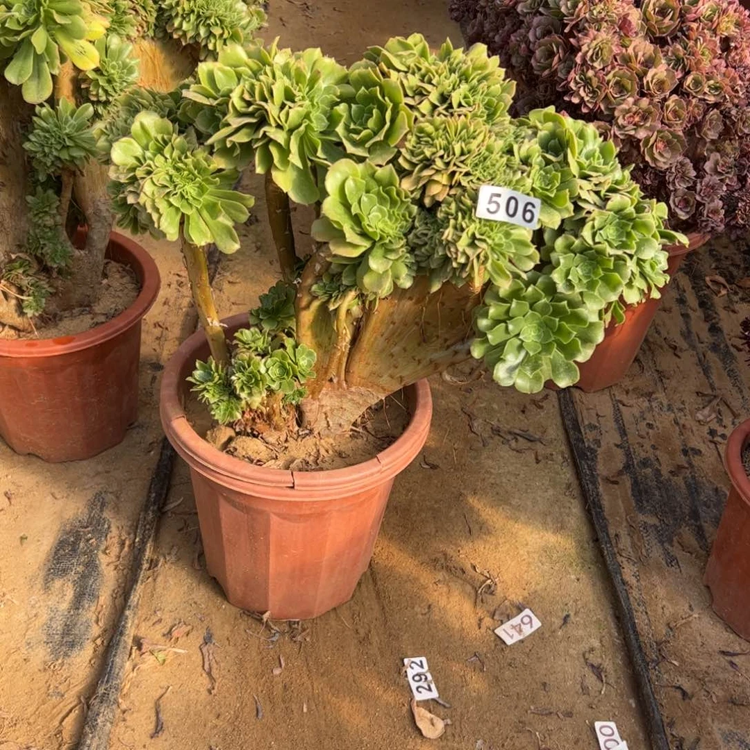 有伤绿杨蓉506官府40