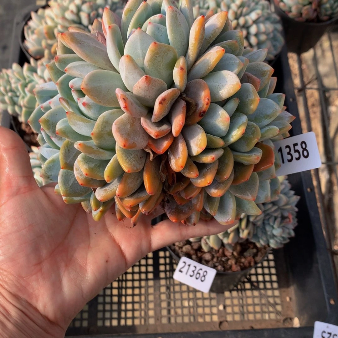 21358朵朵嗯嗯嗯哦