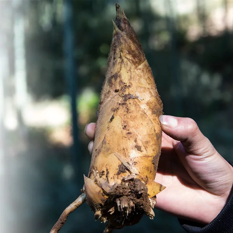 新鲜现挖春笋毛竹笋楠竹笋脆嫩甜笋高山黄泥笋时令蔬菜