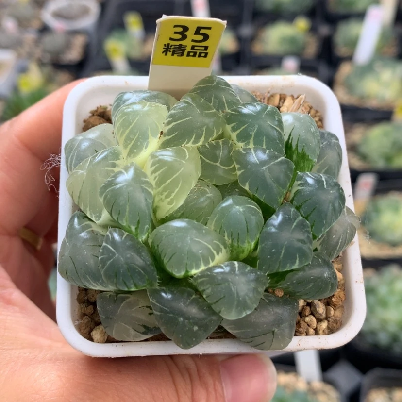 【闪购商品】35实生玉露