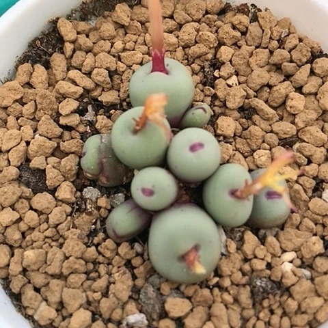 多肉肉锥 1380B 红嘴 10头