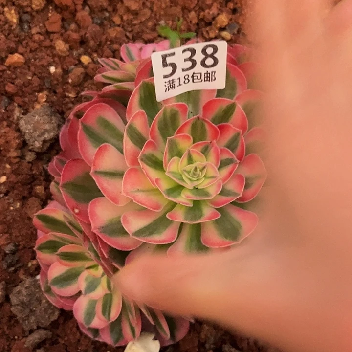 538倾城朵朵无根发货