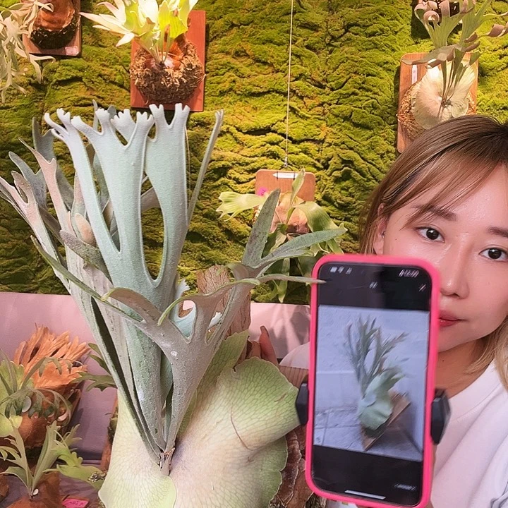 不开花植物日拍 elsa 侧