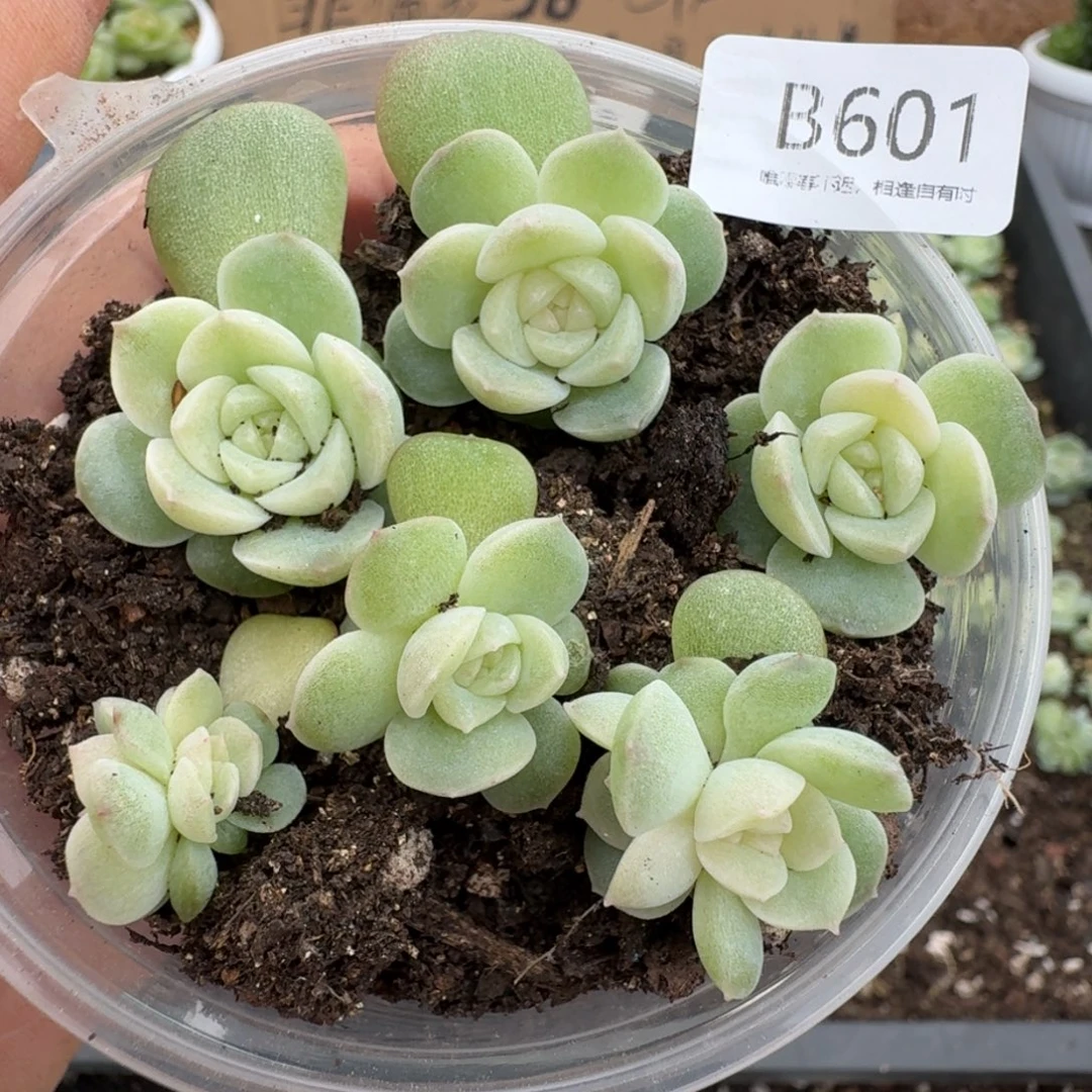 一物一拍一物一拍10-26-601