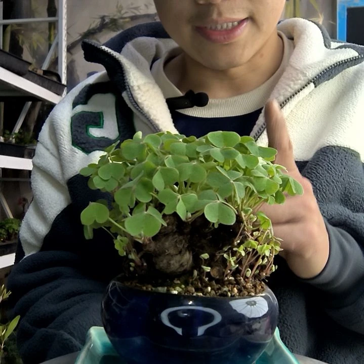 C***、小盆景小植物一物一拍269