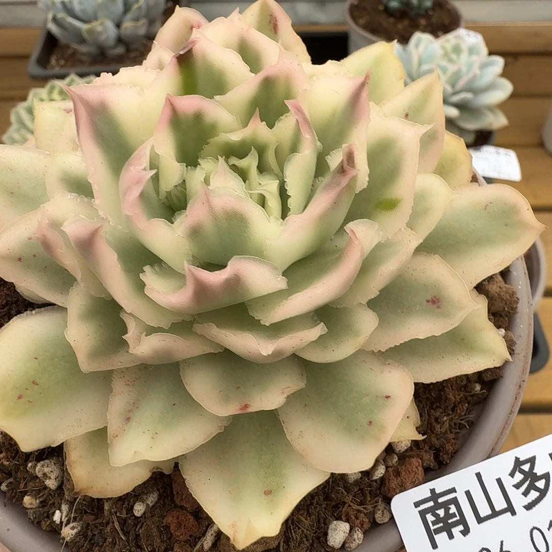 紫蝴蝶锦11111103-131