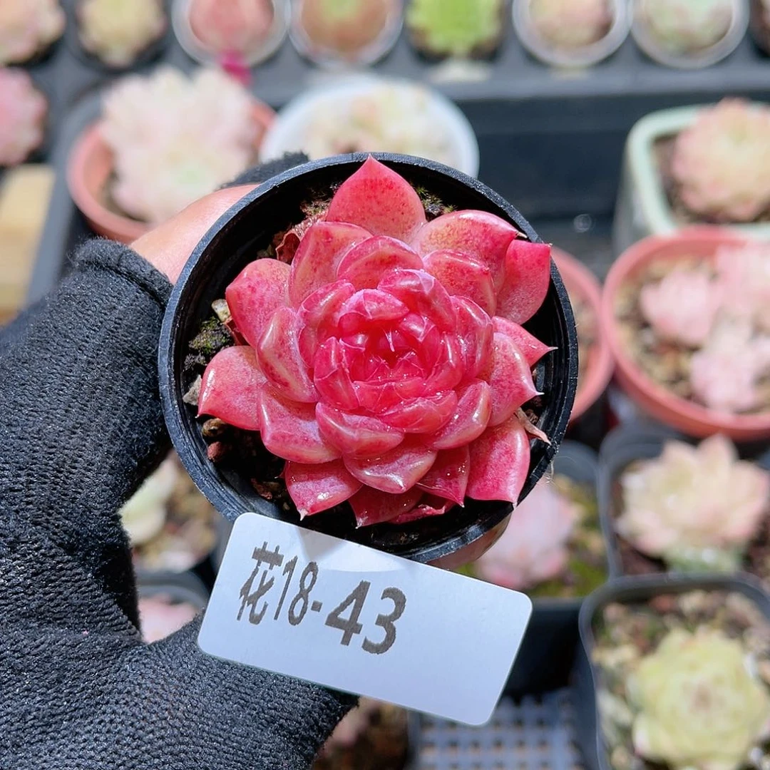 花18-43新品单头