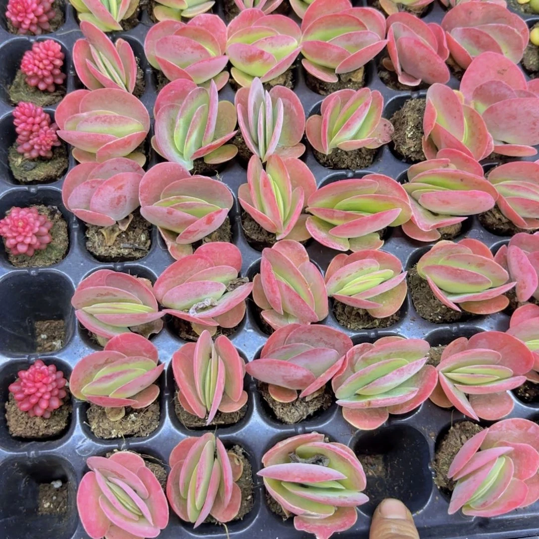 唐寅一颗量拍111111