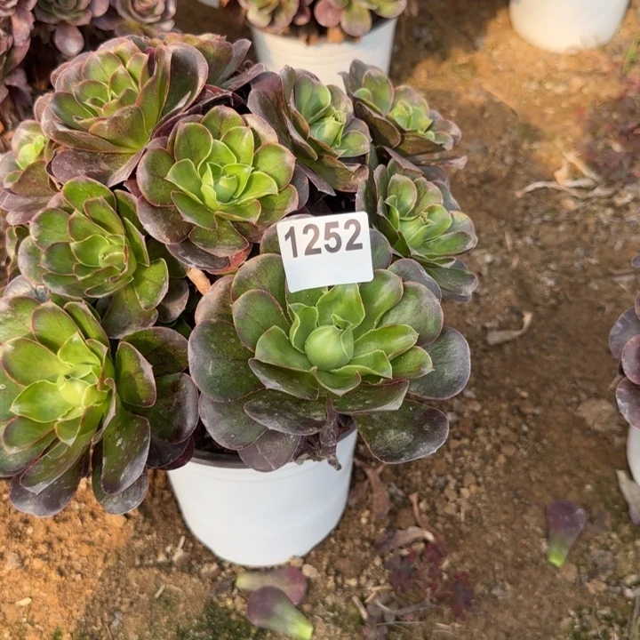 1252 清棚处理不包断枝