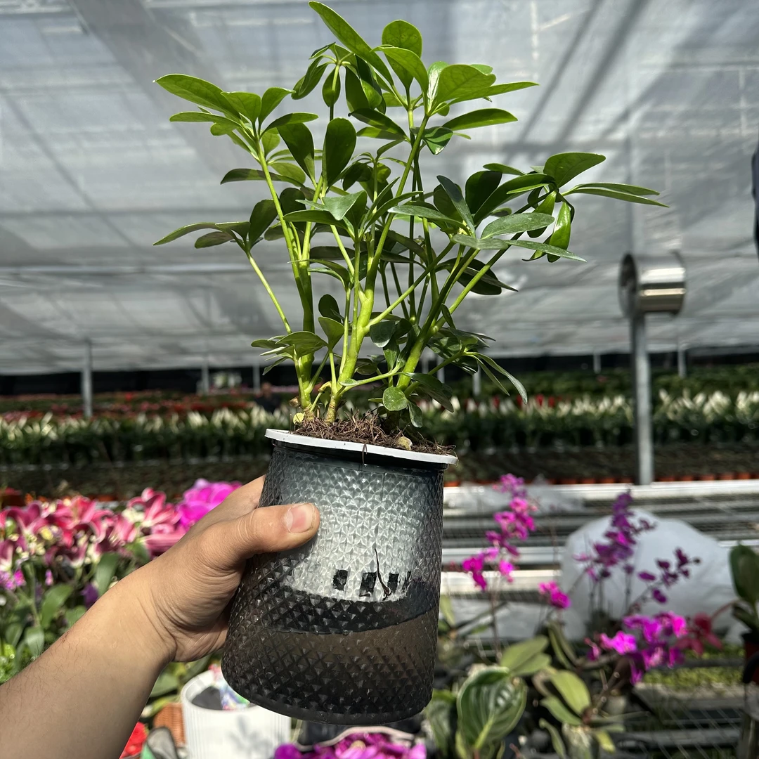 【高档鸭掌木】 四株鸭掌木植物绿植盆栽室内四季好养驱蚊桌面植