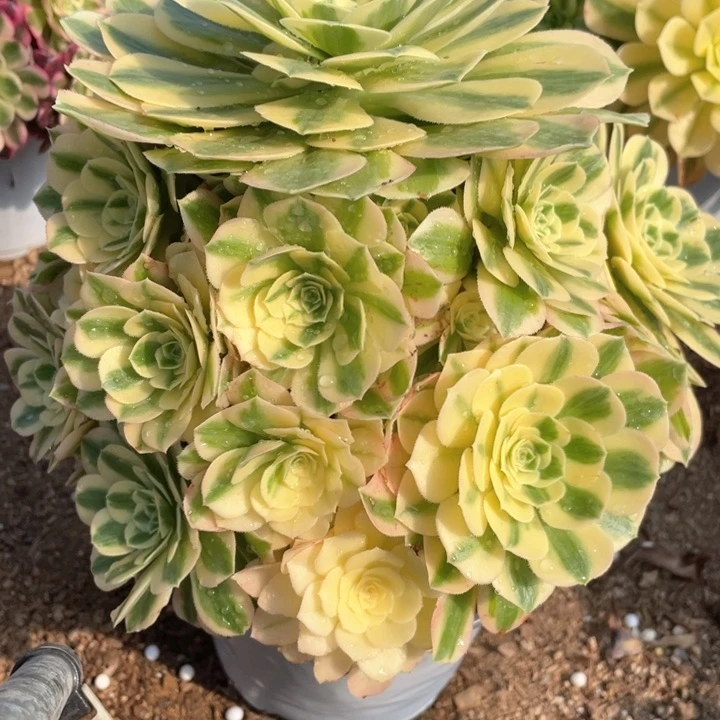 373多肉植物迈巴赫