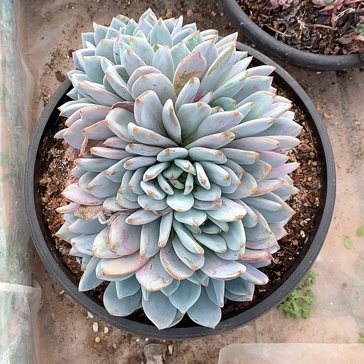 梦露朵朵缀化包邮