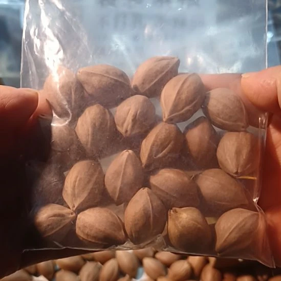 橄榄核其他用****8铁核
