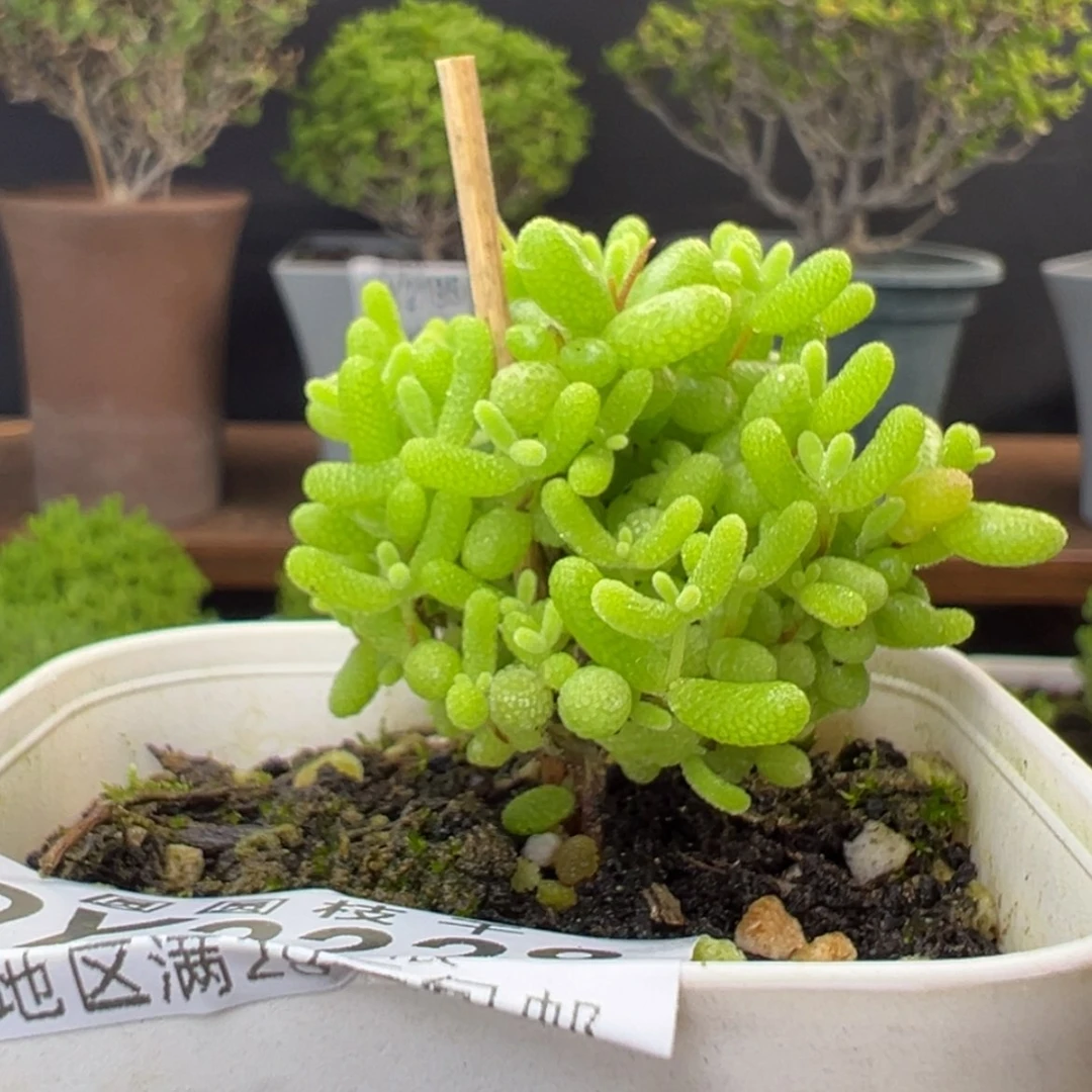 【闪购商品】棒棒糖 dy2228蜜橘糖球