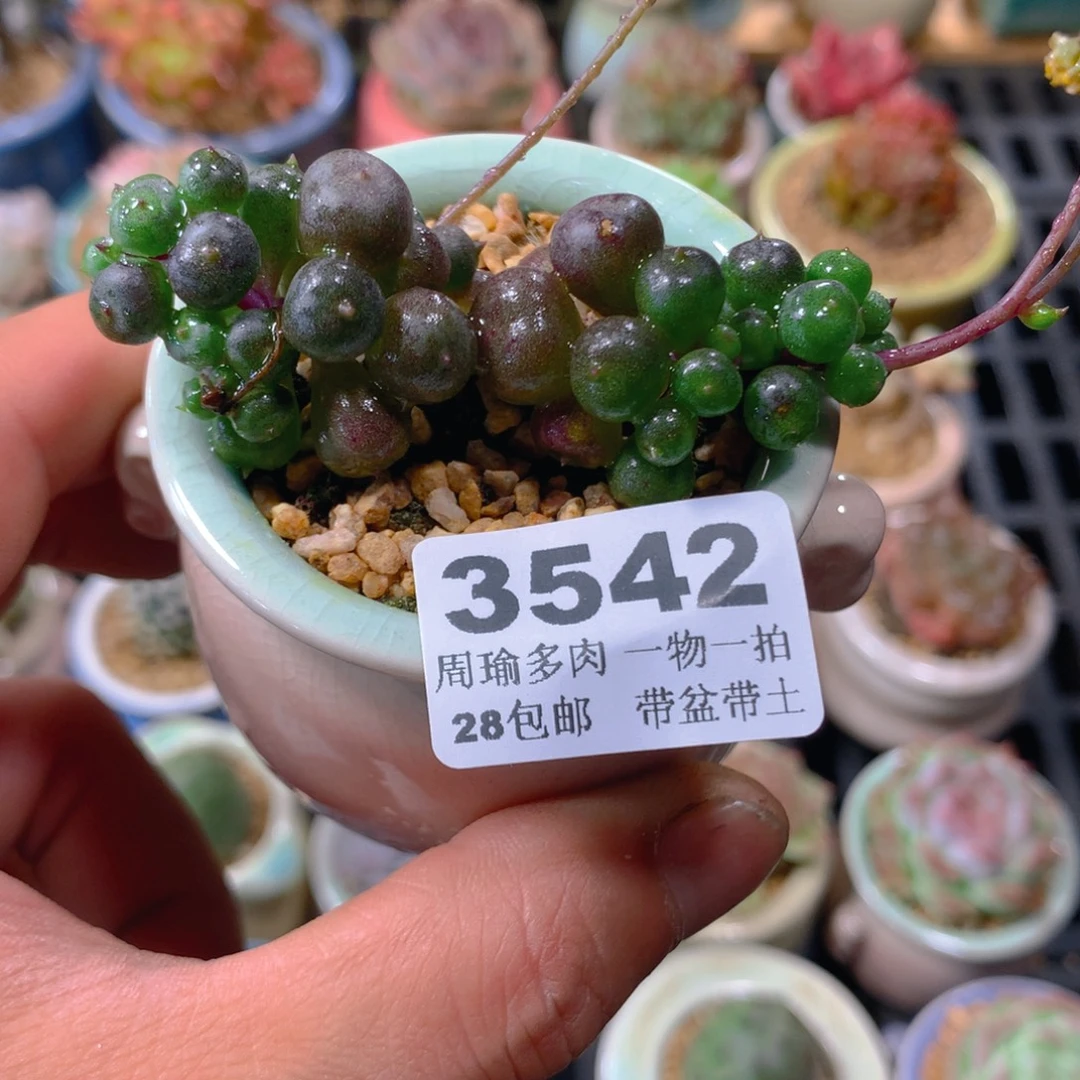 5厘米盆精控多肉3542