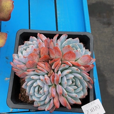 家***呐橙梦雷23020