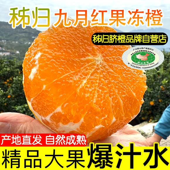 秭归爆汁果冻橙新鲜九月红当季水果正宗甜橙果肉细腻应季水果直发