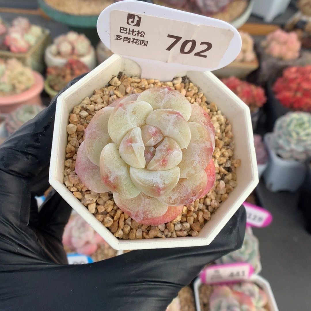 702 冰玉石化多肉