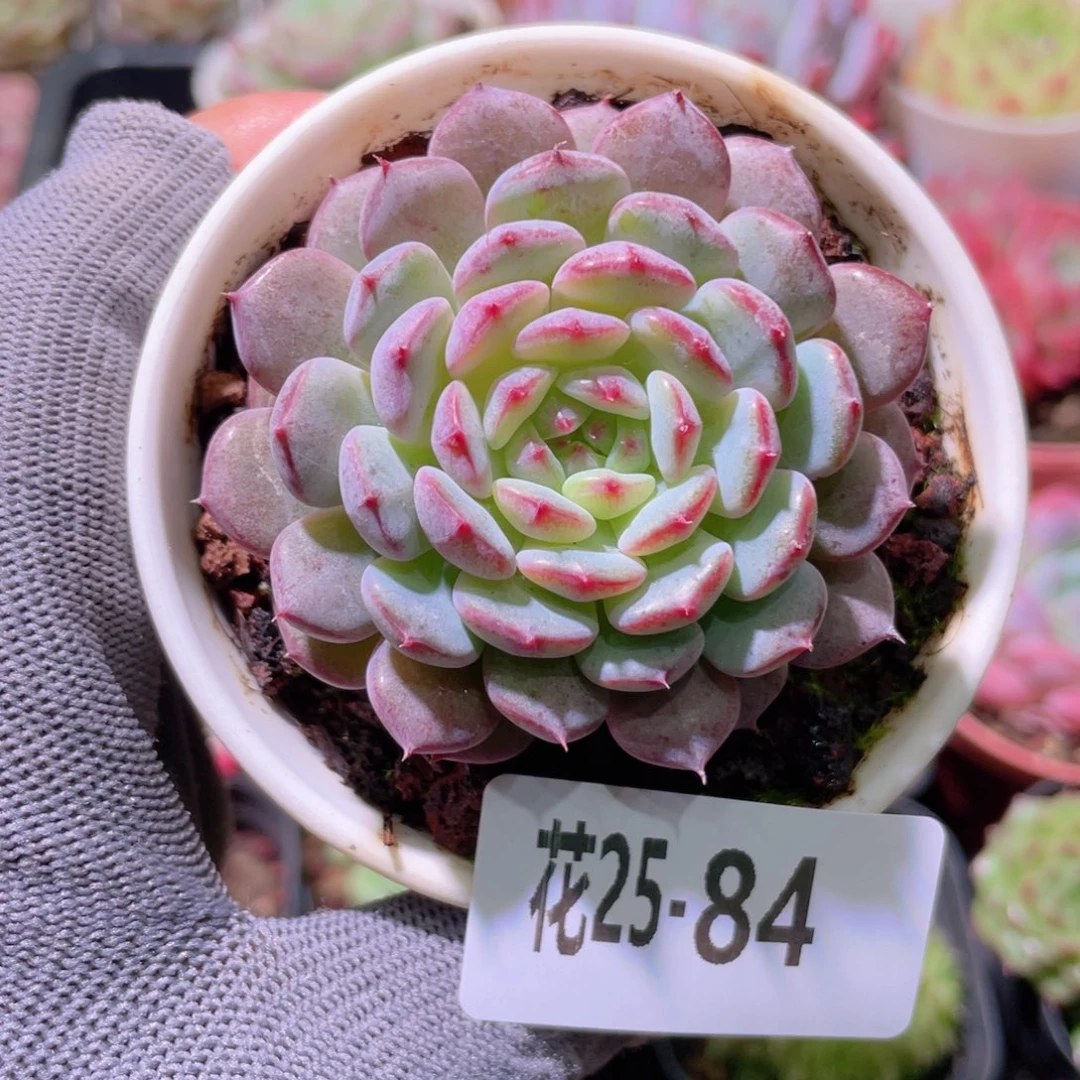 花利美25-84哈尼