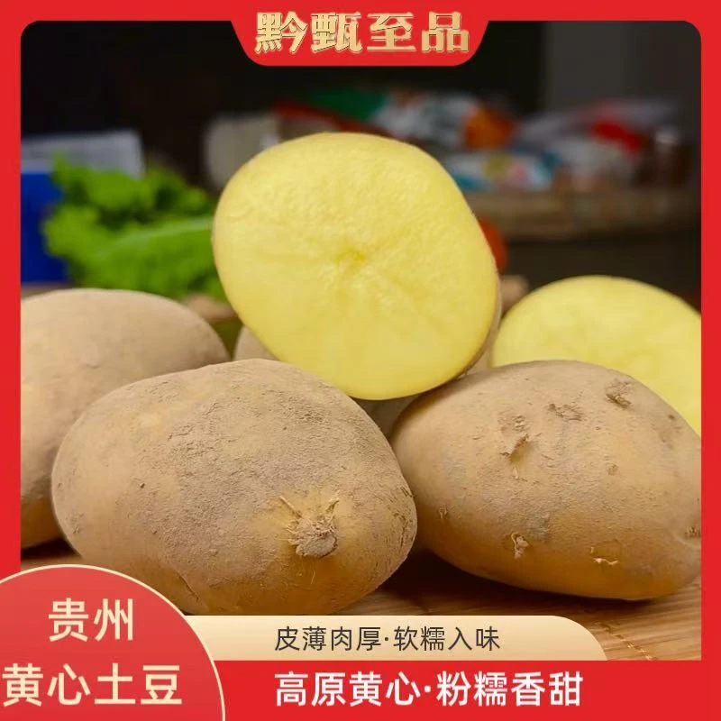 【贵州洋芋】贵州土豆黄皮黄心高山洋芋沙糯粉面土豆粗麻皮