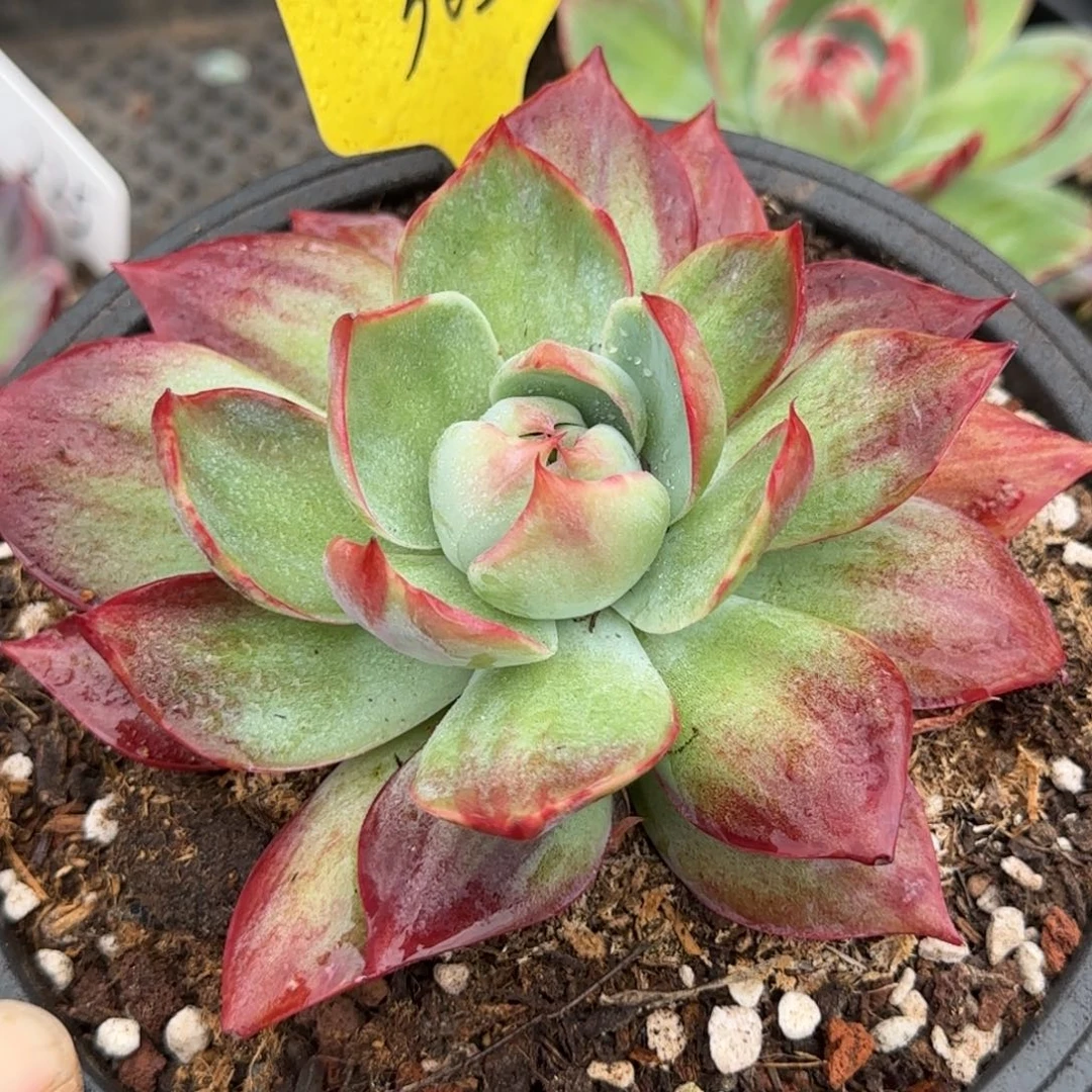 惊鸿一物一拍包装收缩花旱365