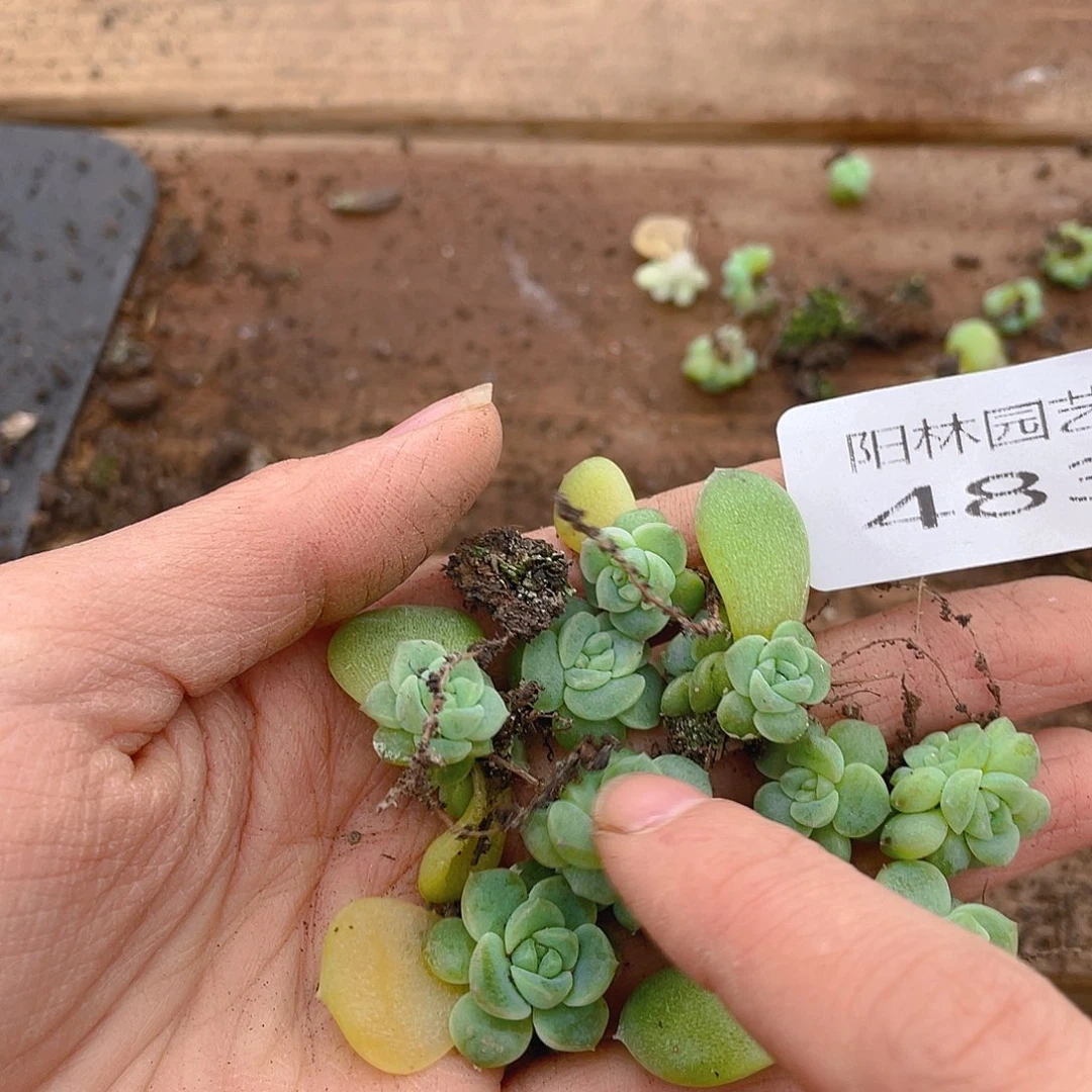 多肉植物多肉植物483