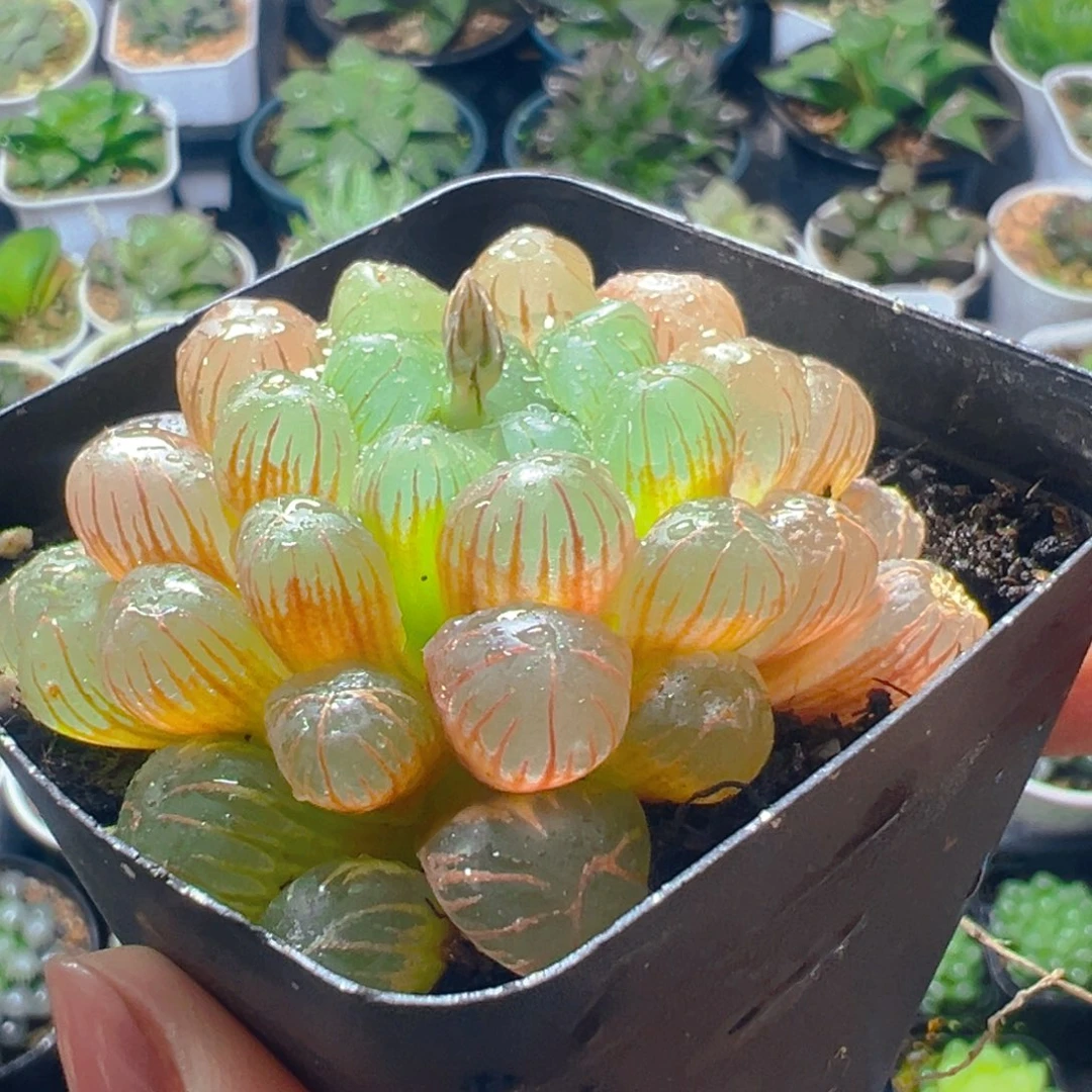 彩虹玉露多肉多肉多肉