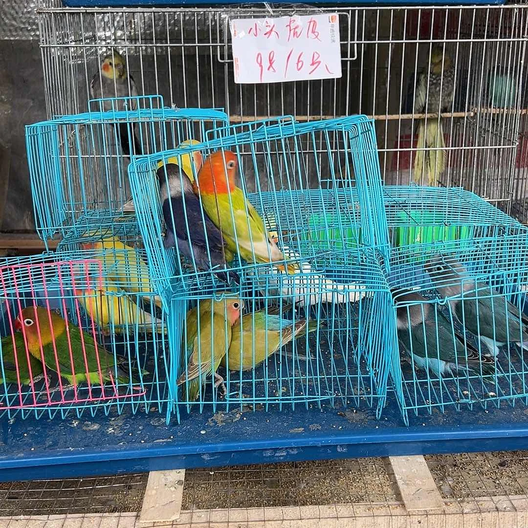T***e桃脸牡丹鹦鹉紫牡丹翠绿牡丹2只