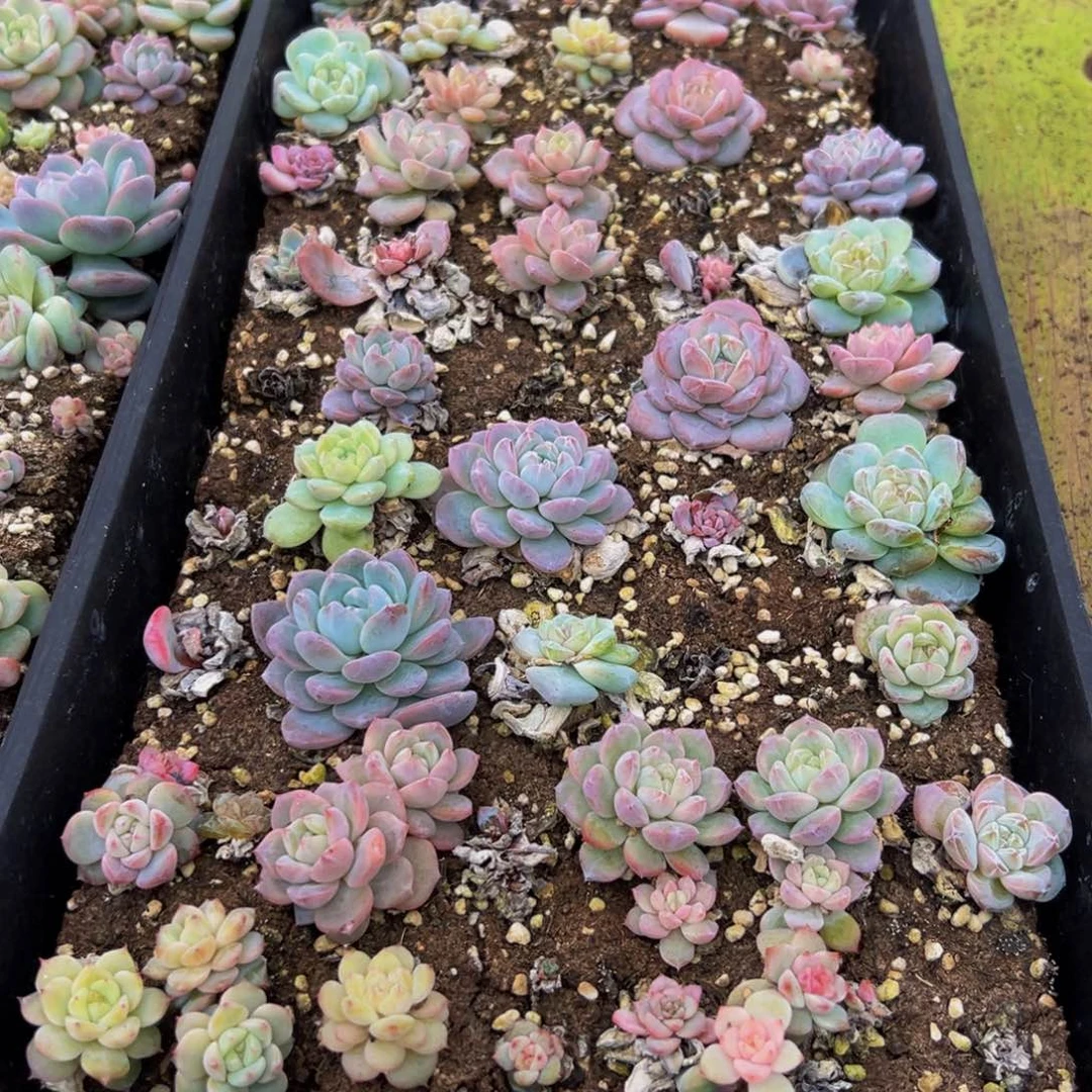 054的日子里有很多人