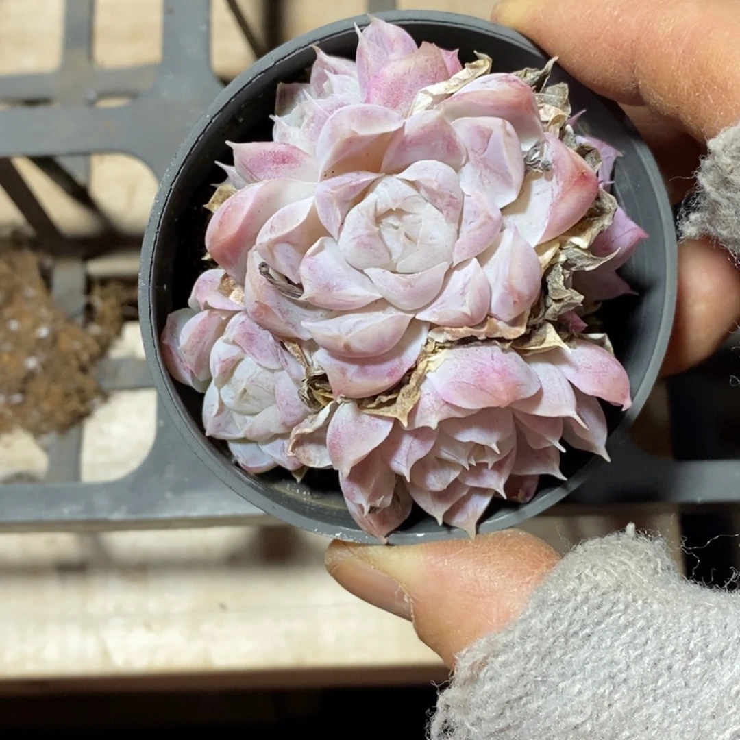 精品多肉一物一拍120