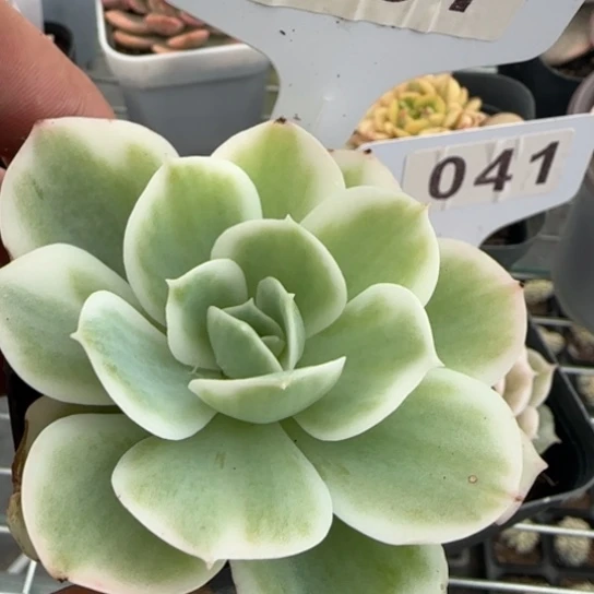 7柠檬玫瑰锦一物一拍多肉