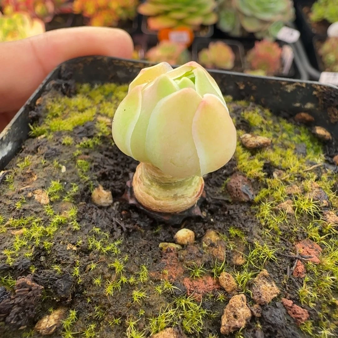 是***呀L730半城玫瑰蕾锦书不含盆土